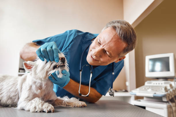 Best Emergency Dentist for Knocked-Out Tooth in Chelsea, MA
